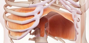 Esetbemutató - Rekeszizom diszfunkció korrekciója az orvosi munkában.