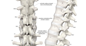 Manuálterápiás vizsgálat és mobilizáció a thorakolumbalis átmenet reteszelése esetén