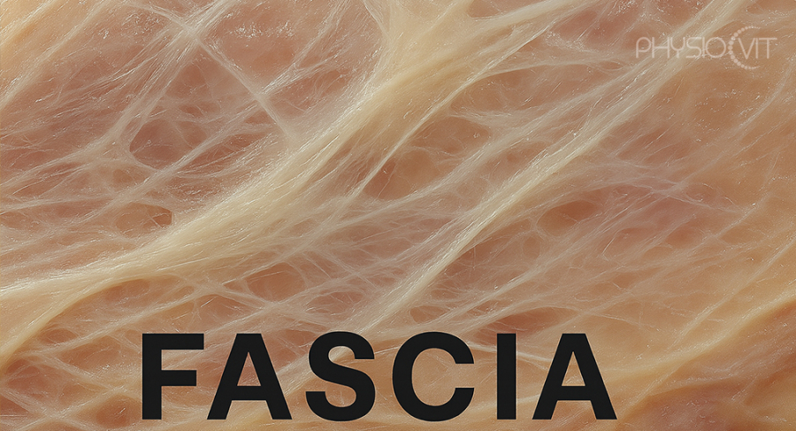 Fiziológia – A fascia döntő szerepet játszik az egyes szervek "zökkenőmentes" működésében