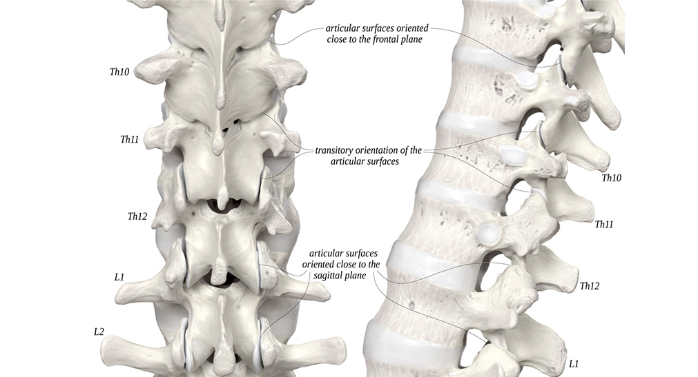A thorakolumbalis átmenet szerepe a gerinc 